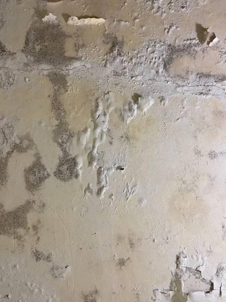 Best DIY Mold Remediation Support Services in Niceville, FL